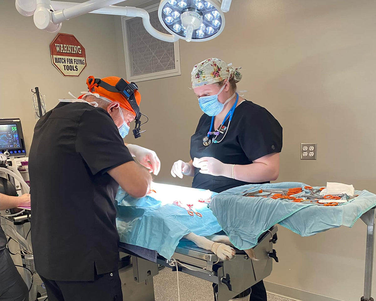 veterinary team performing surgery