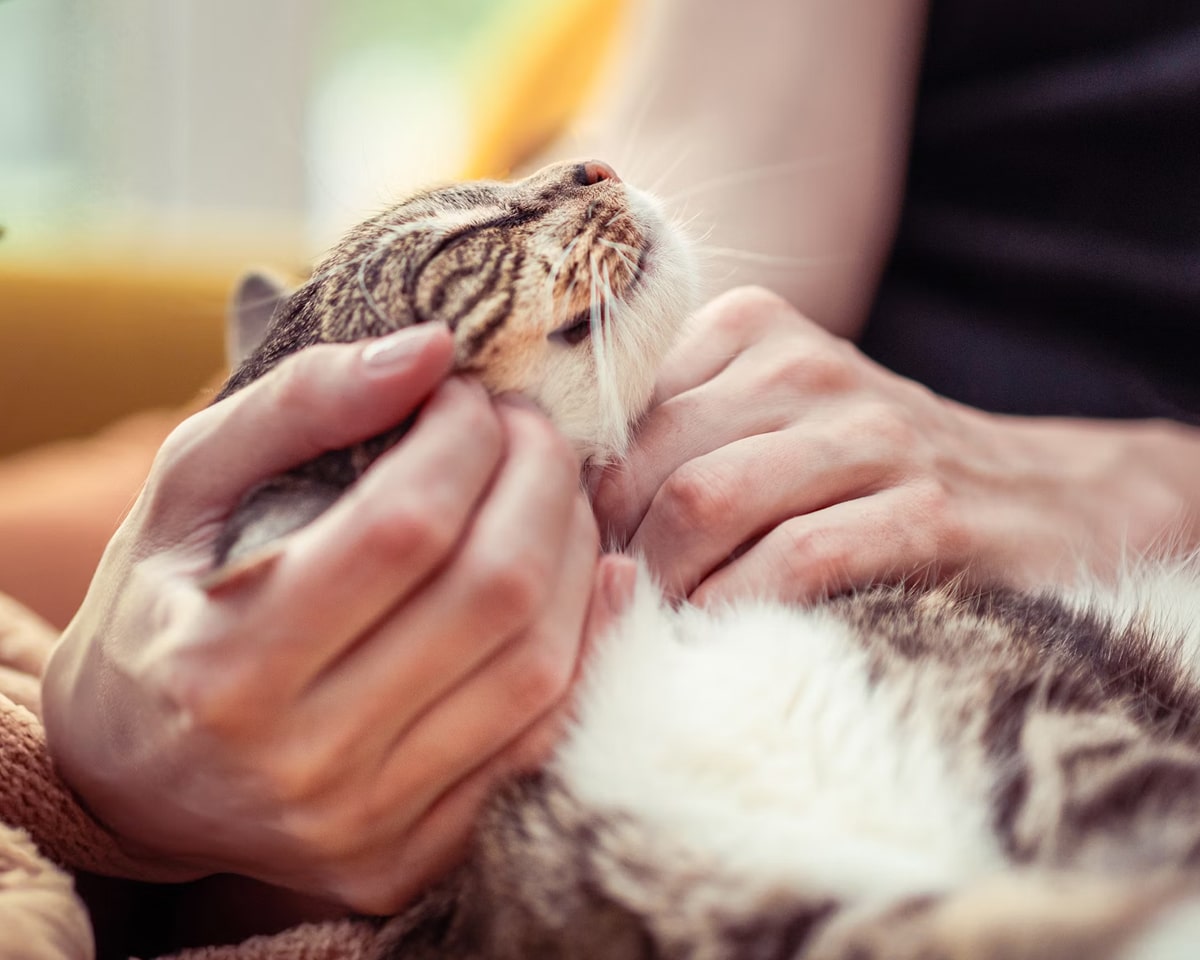 Caring for a Cat