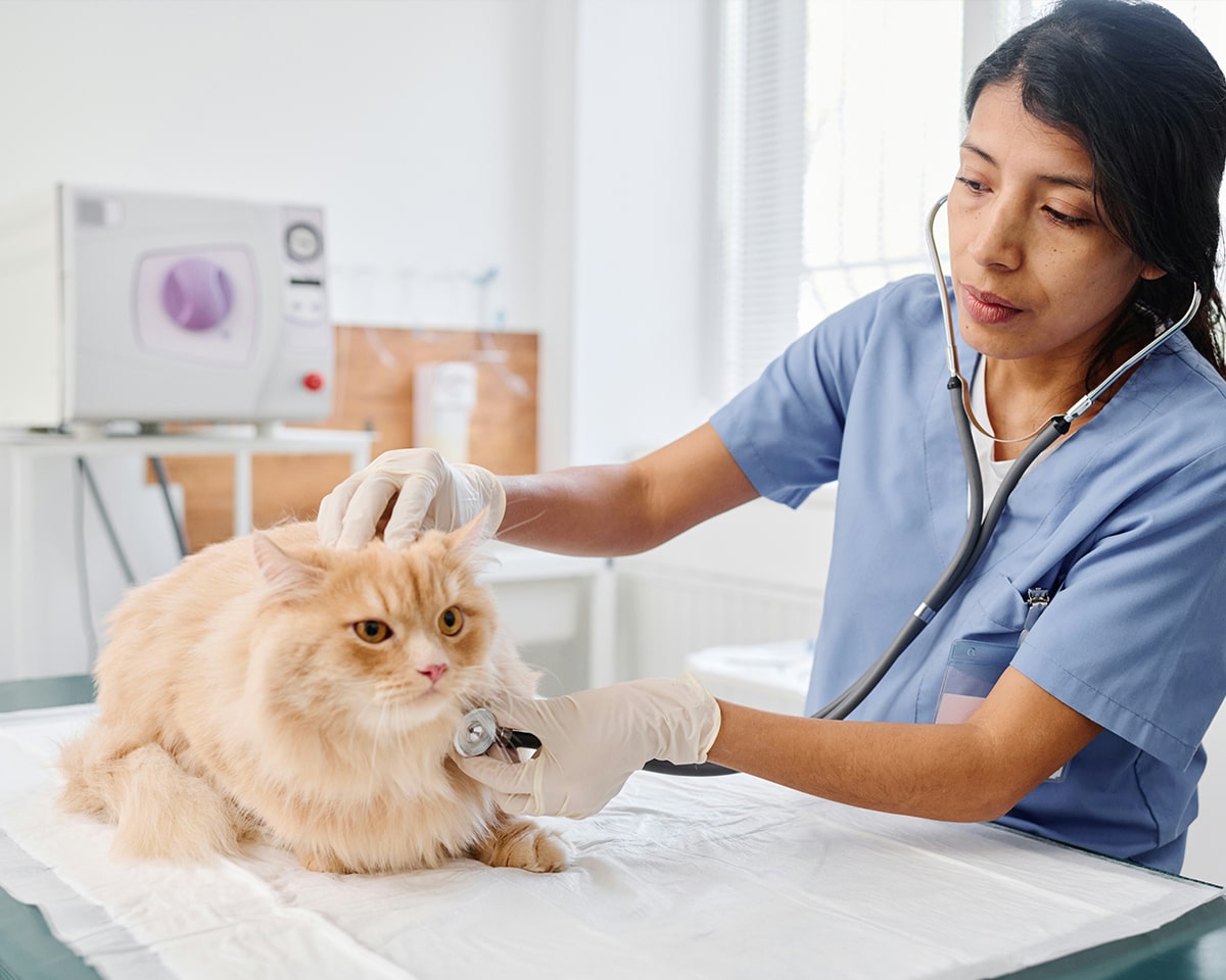 Cat with Doctor