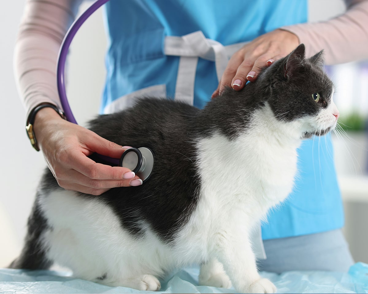 Cat with Stethoscope