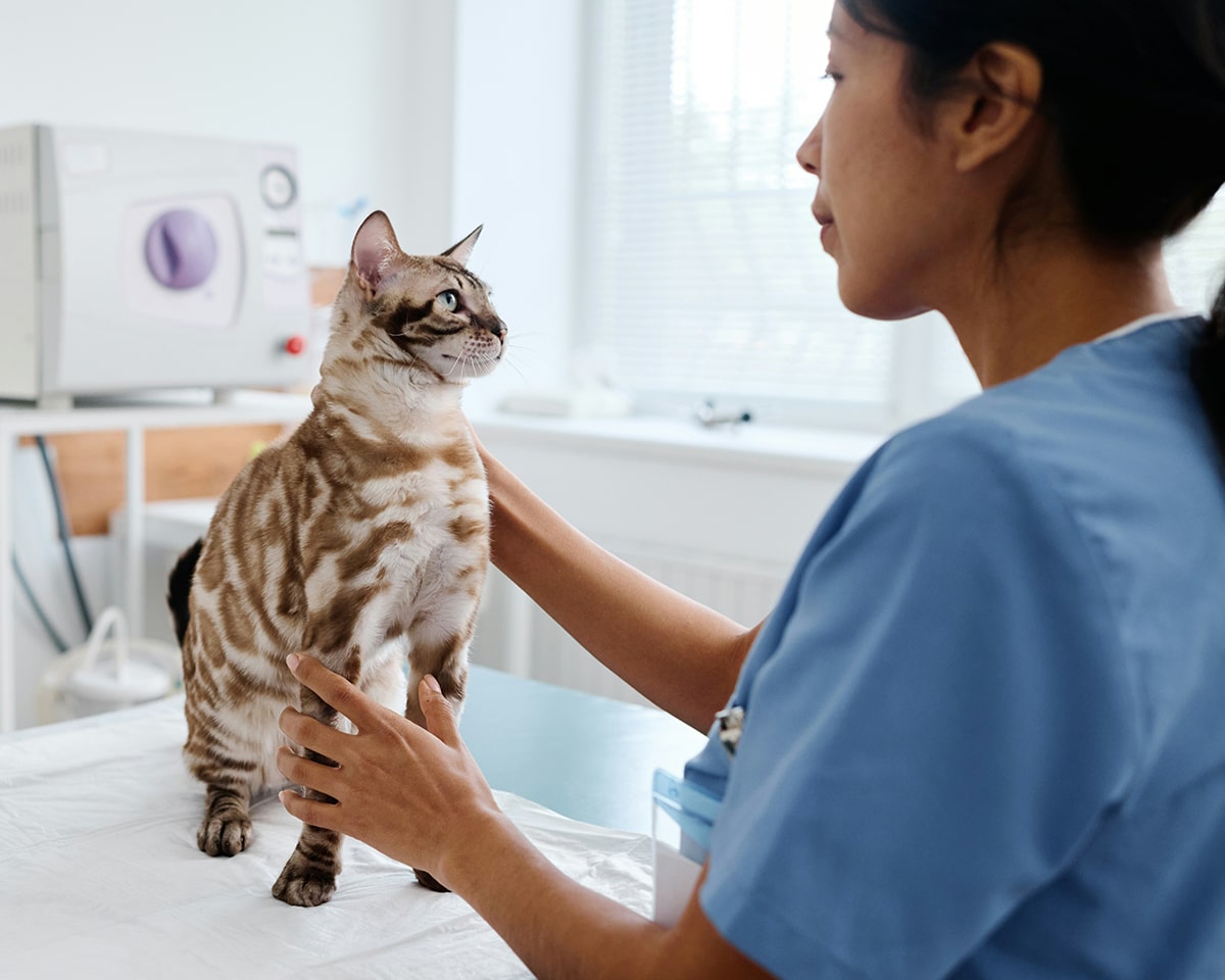 pet wellness care services with comprehensive routine checkups
