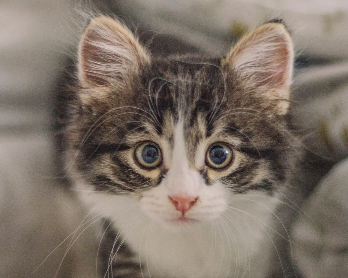 veterinary-team-member-holding-puppy-900x720-1 sweet cat watching