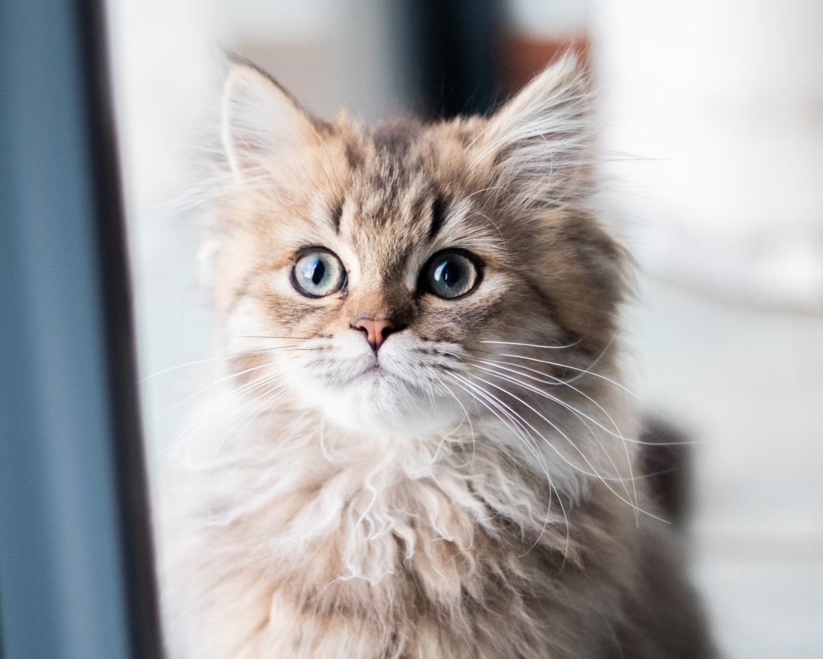 white-golden-cat