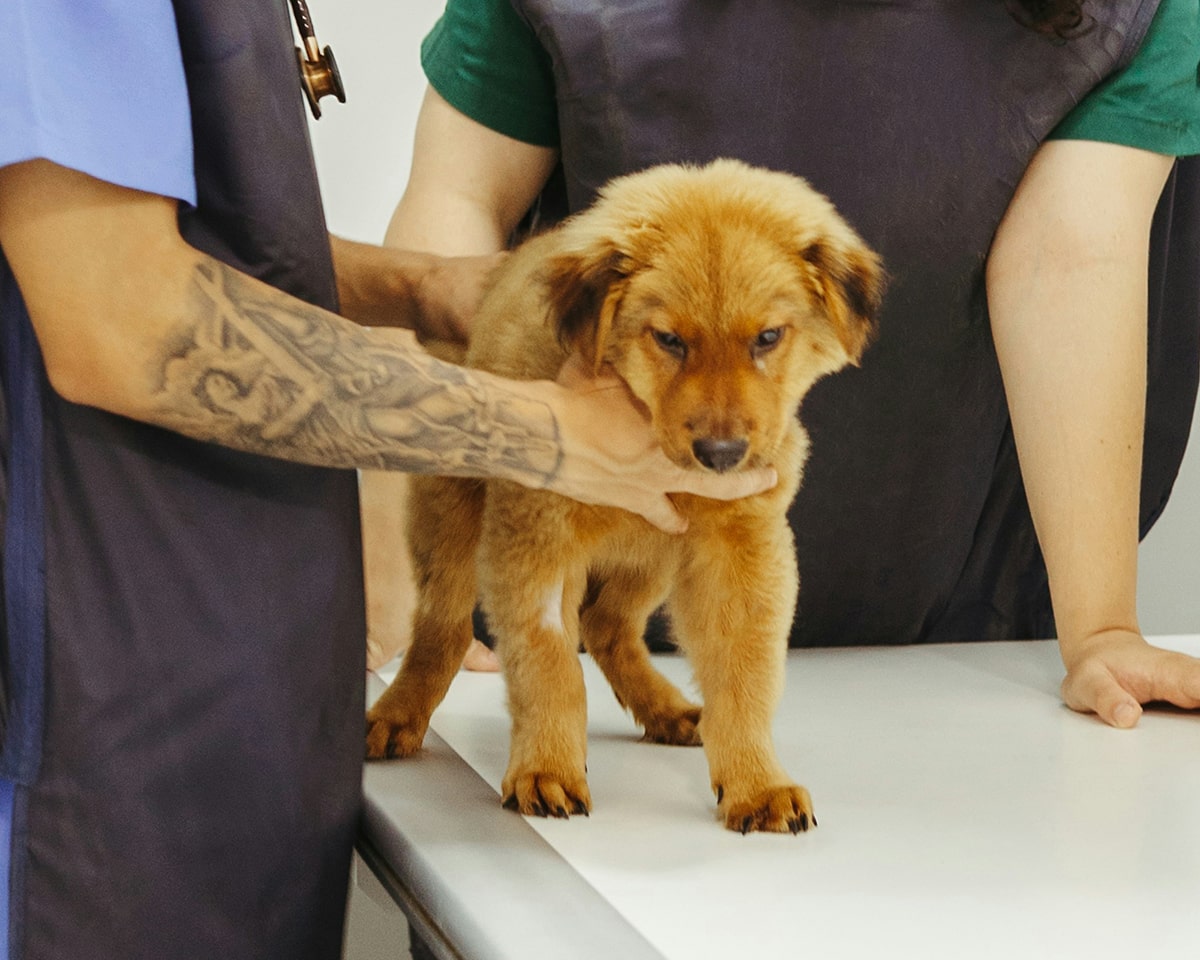 veterinary-team-member-holding-puppy-900x720-1 Emergency Pet Care When You Need It Most