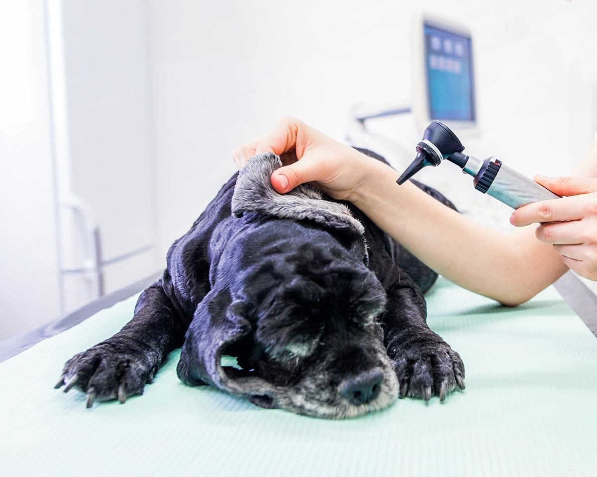 End-Of-life-Care service