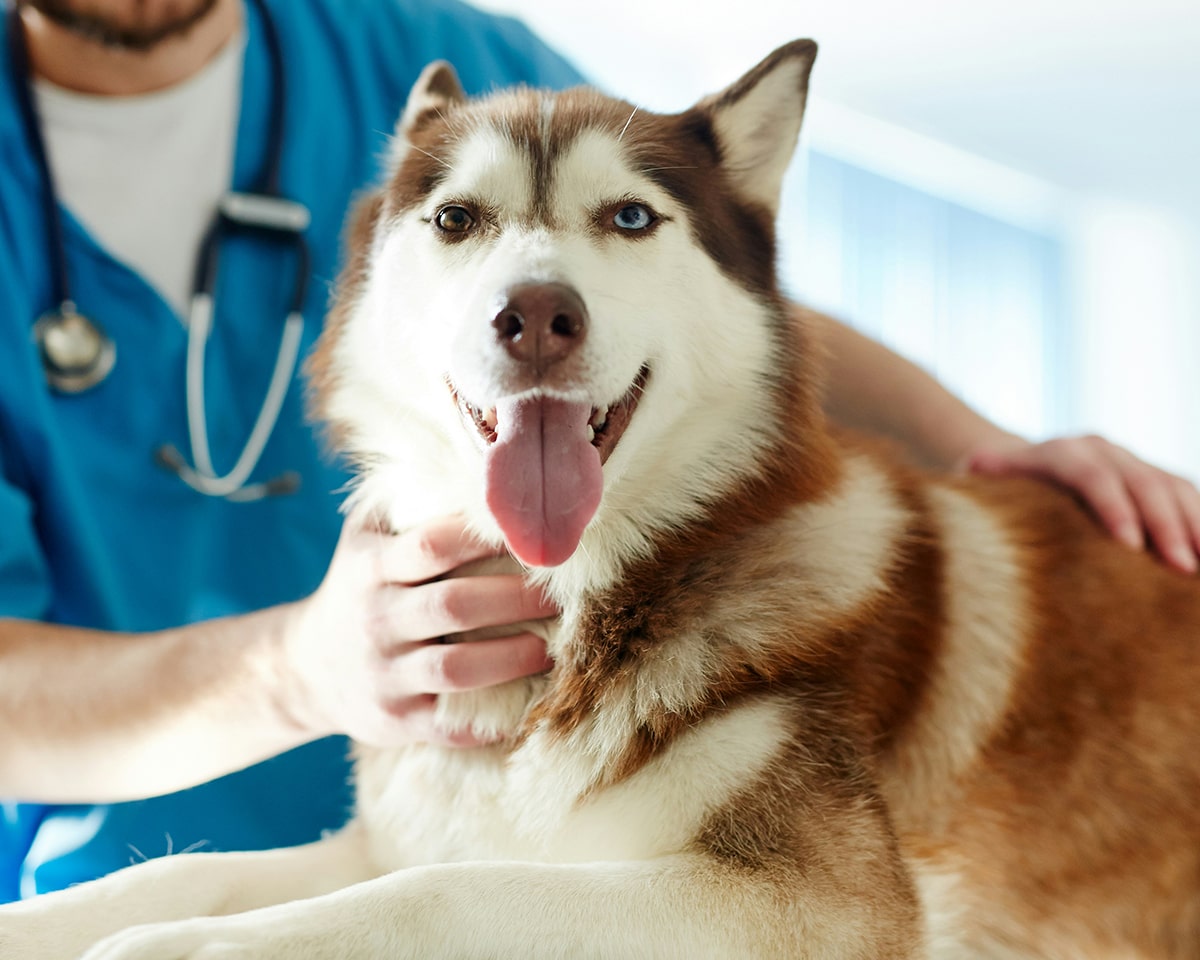 Pet’s Safety with Microchipping