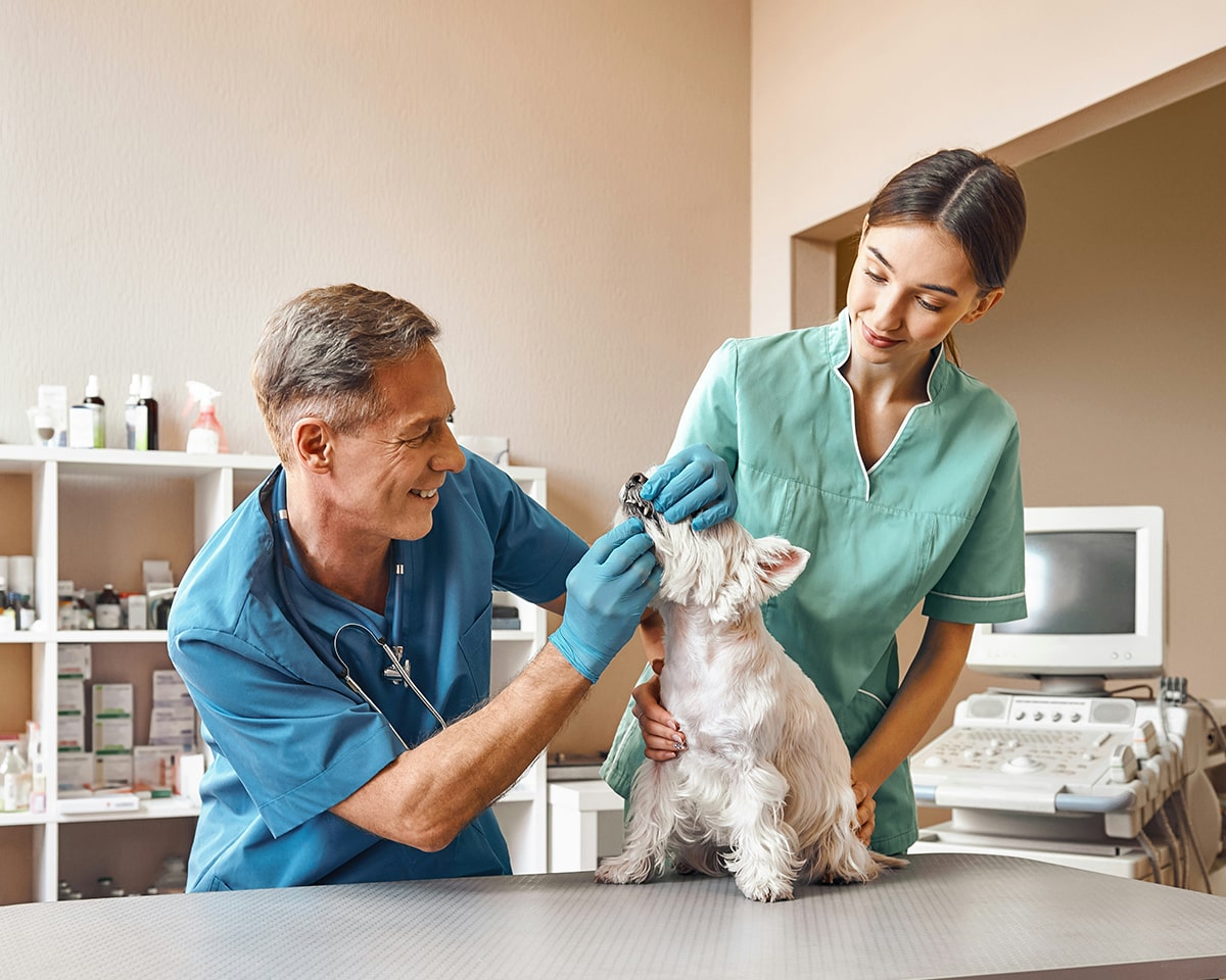 veterinary-team-member-holding-puppy-900x720-1 The pet is undergoing a dental exam