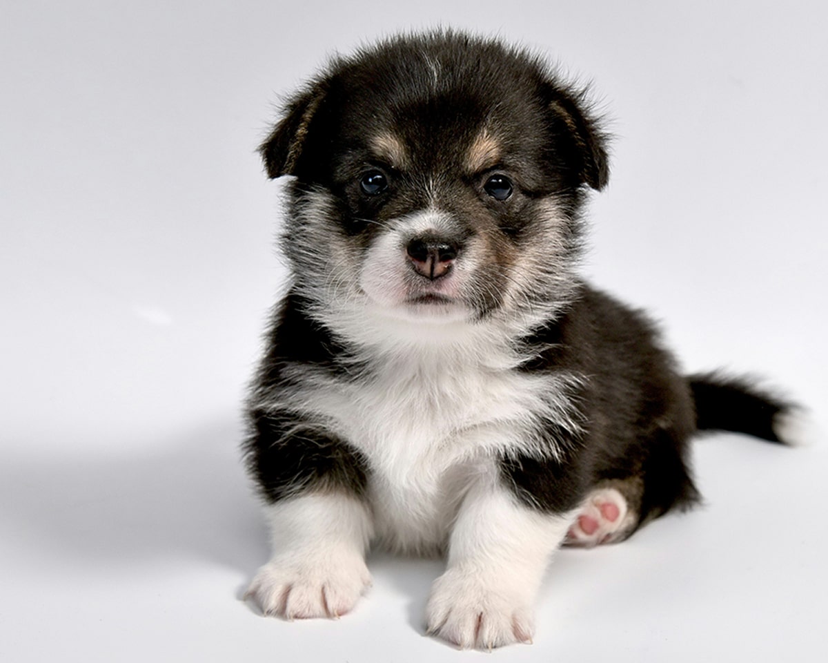 Parasite Prevention & Deworming