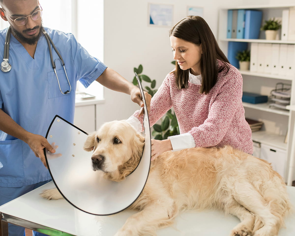 Spay and neuter procedures are essential