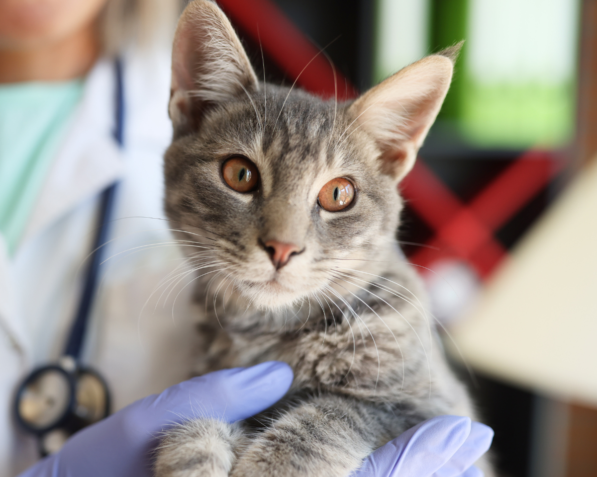 vet holding a cat