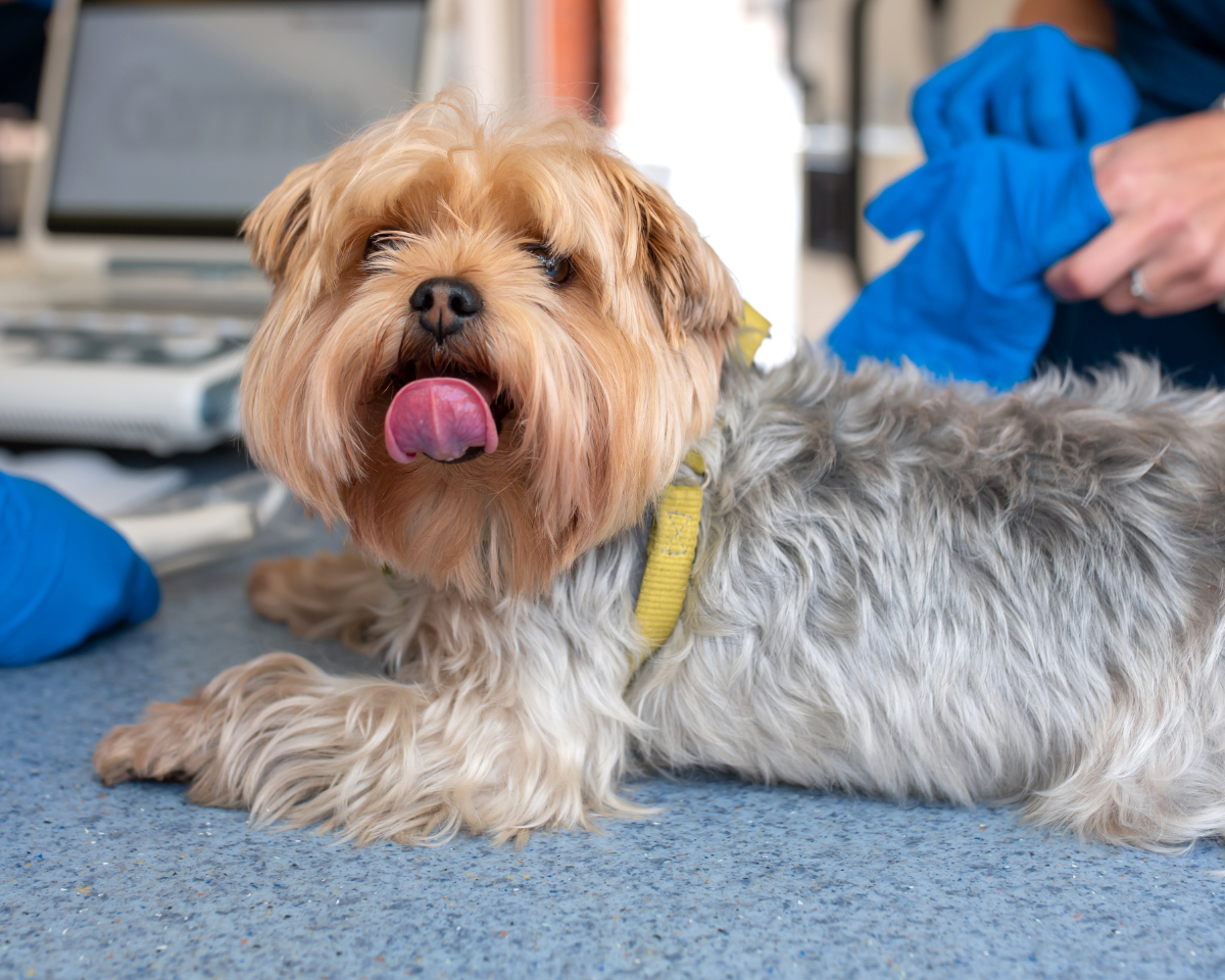 dog getting a breeding consultation