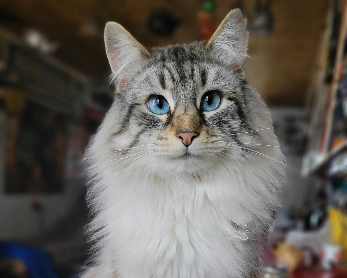 cat with blue eyes