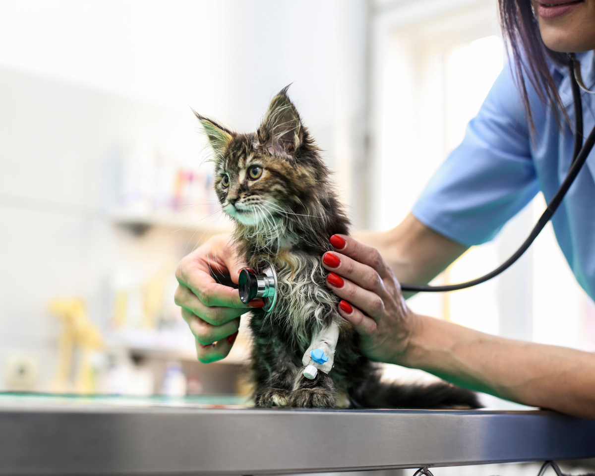 vet examining a kitten