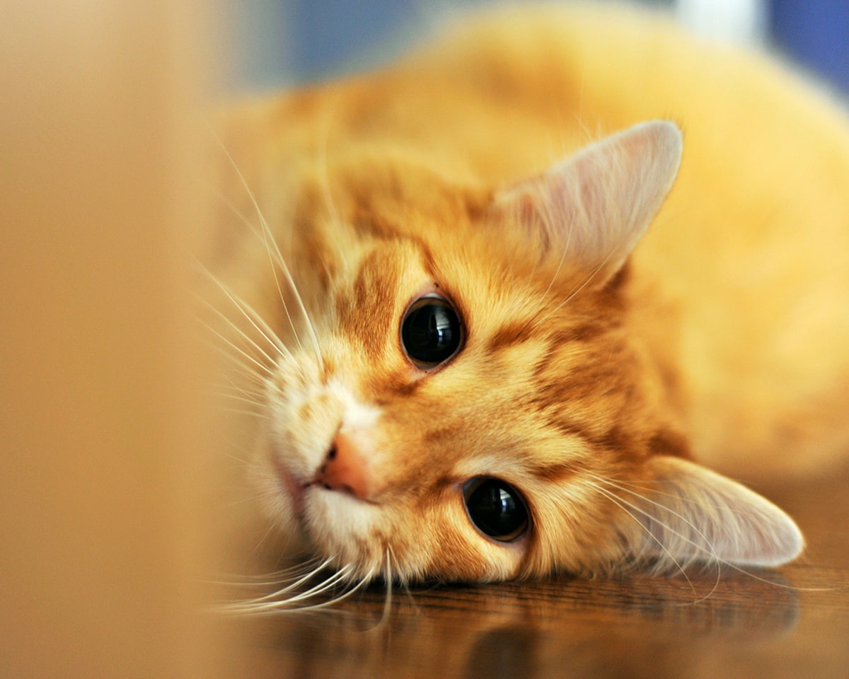 Fear-Free, Stress-Free Veterinary Visits