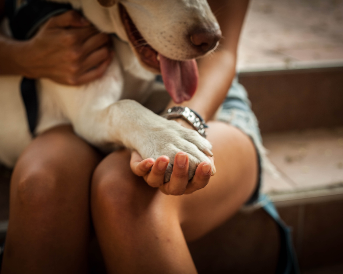 veterinary-team-member-holding-puppy-900x720-1 person holding their dogs paw