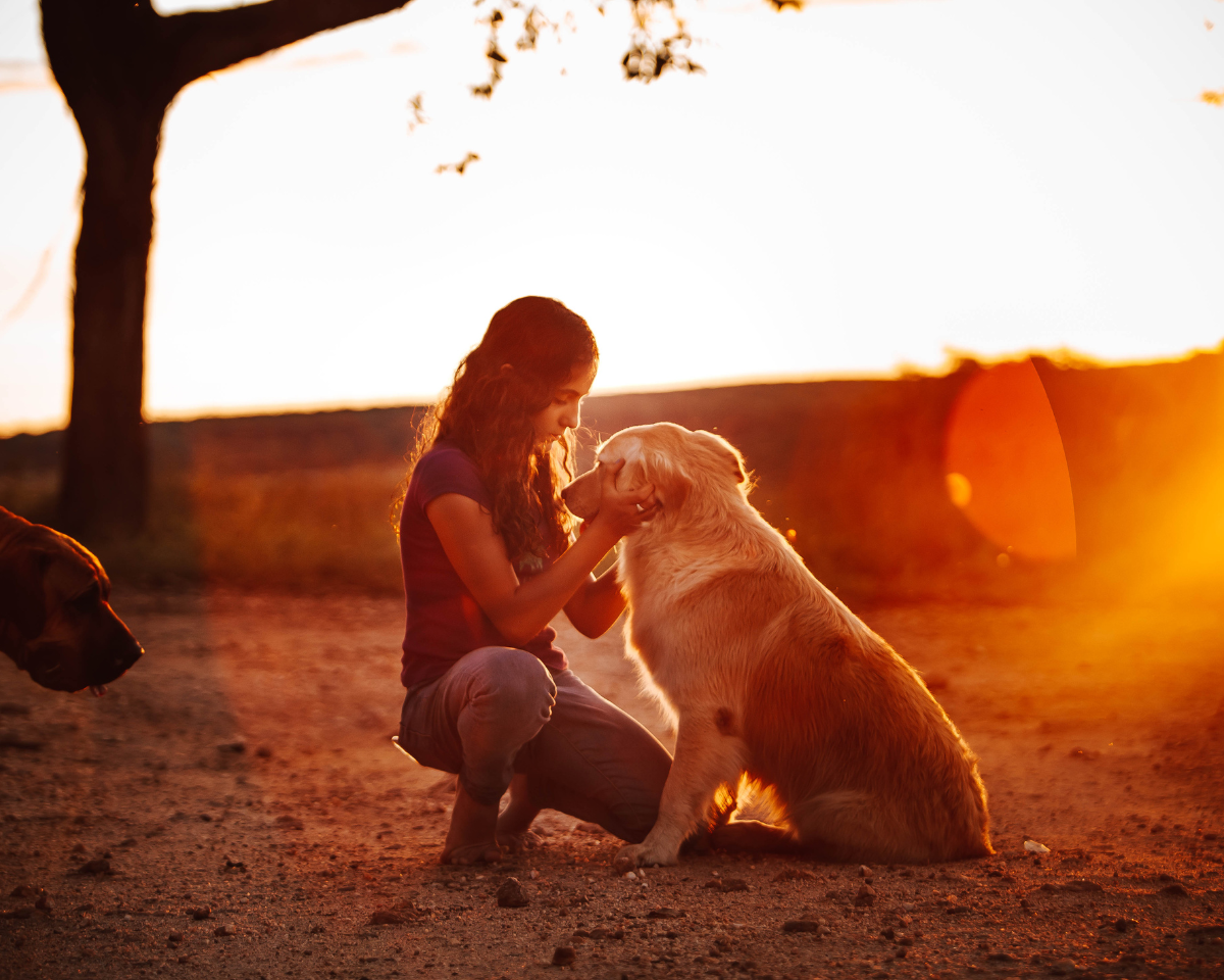 person sitting outside during sunset with their dog