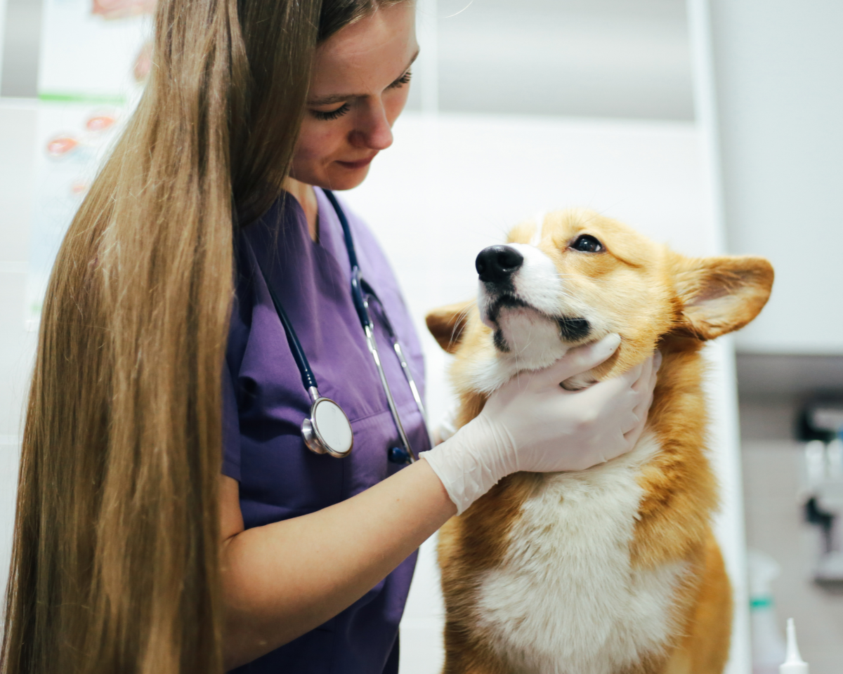vet examining a corgi