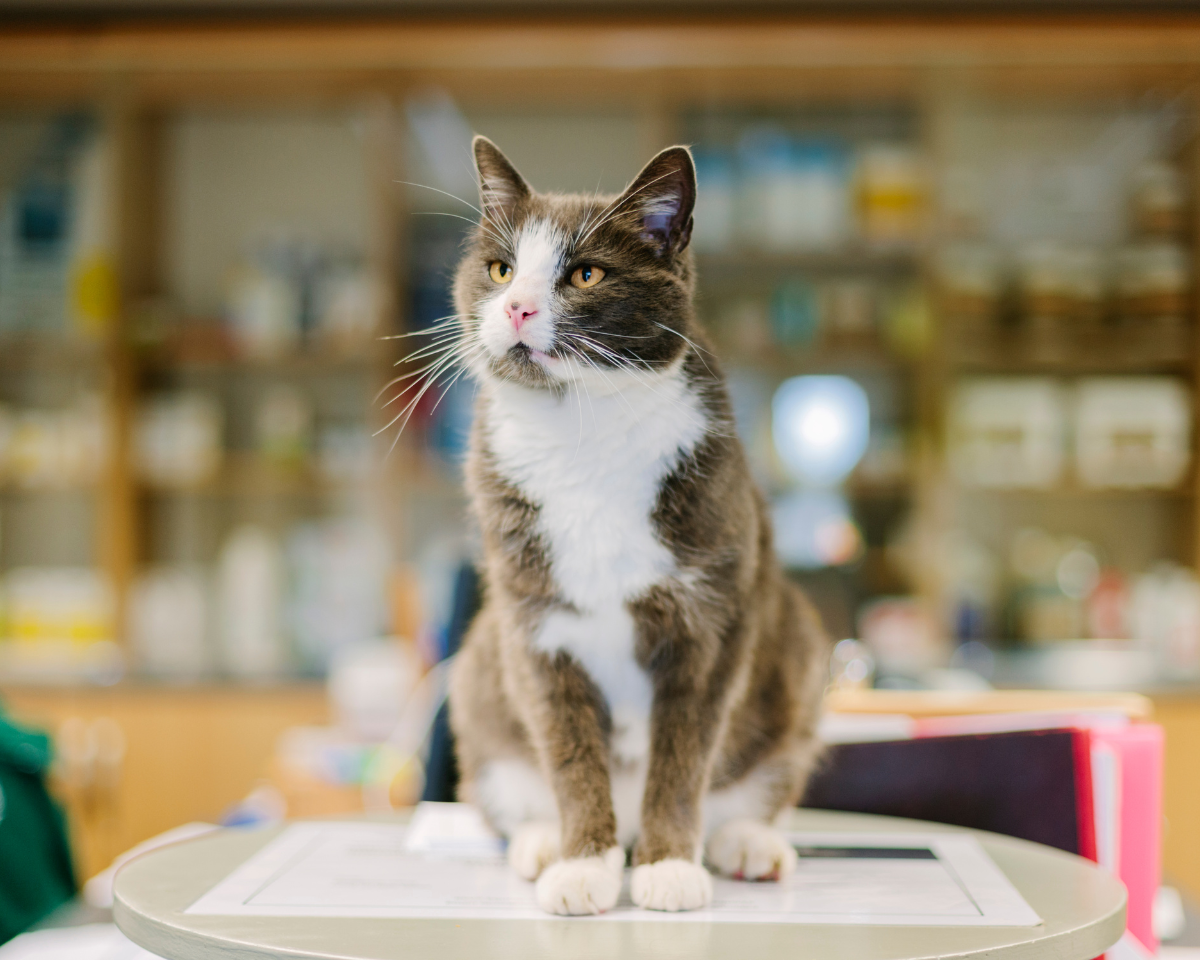 veterinary-team-member-holding-puppy-900x720-1 cat sitting in a vet clinic