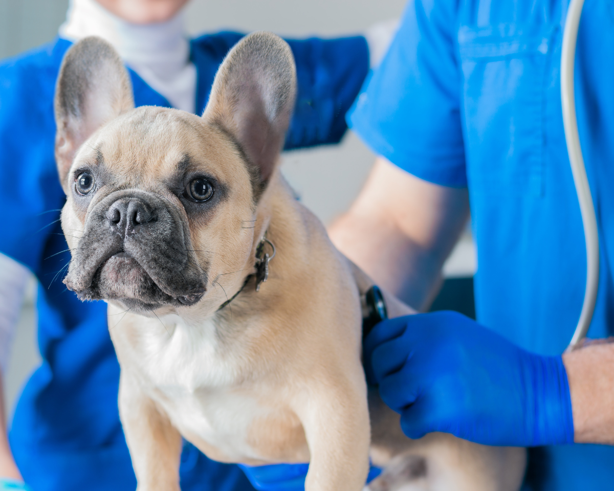 vet examining a french bulldog