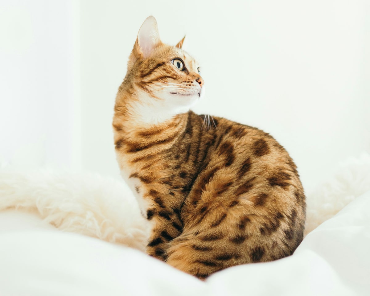 golden cat