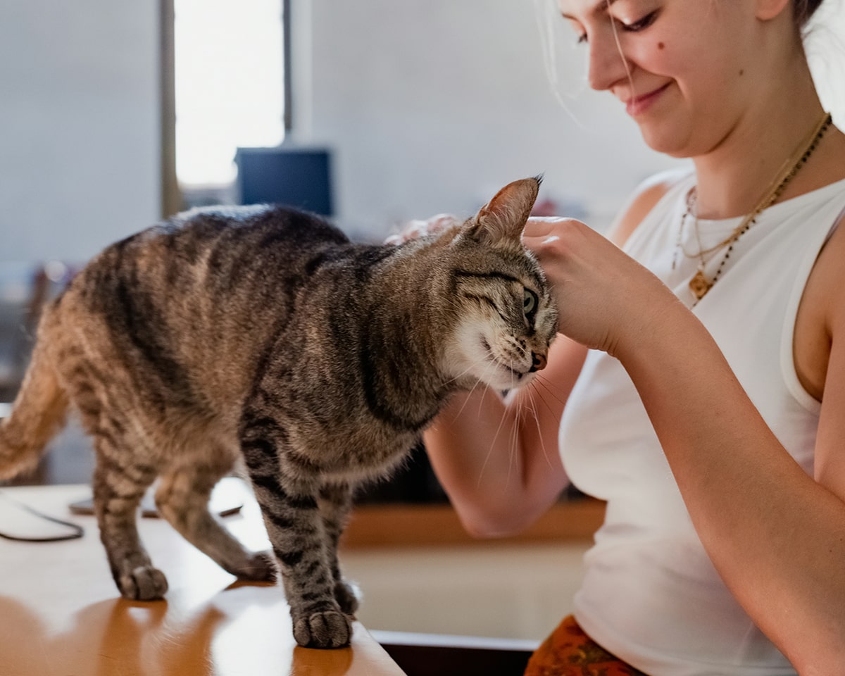 Internal Medicine cat