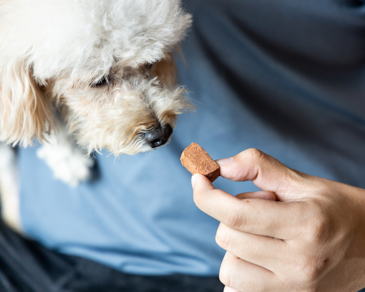 dog getting heartworm medicine