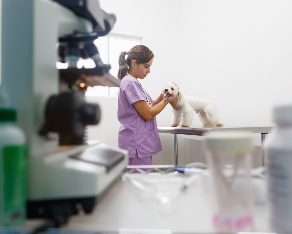 vet examining a dog