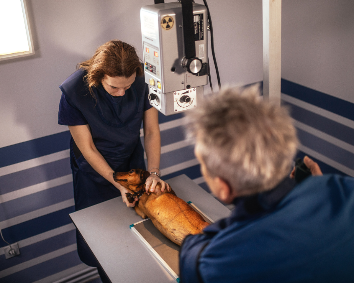 vet team doing x-ray on a dog