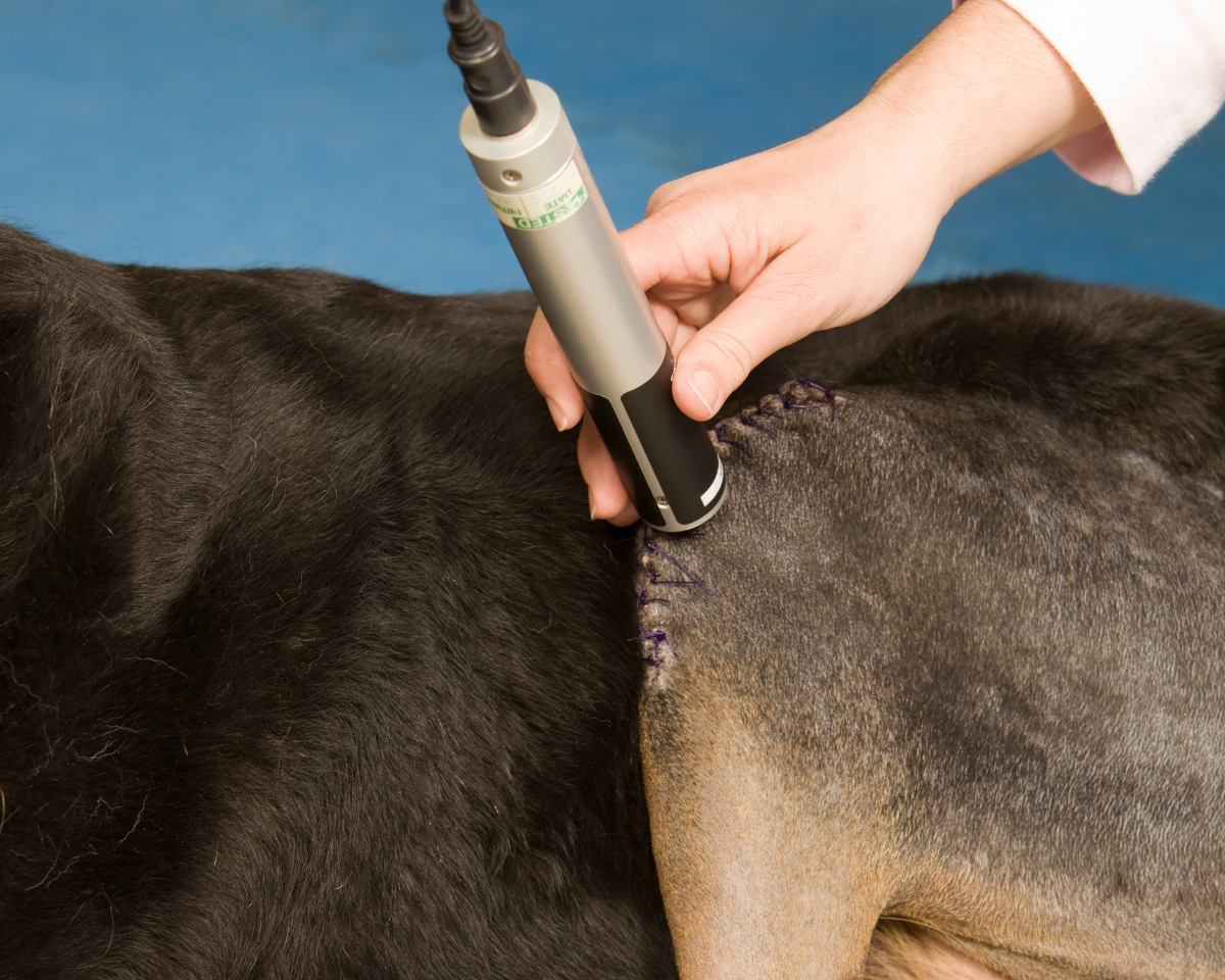 laser therapy treatment on surgical wound