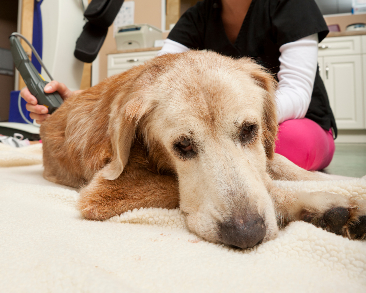 dog getting laser theray treatment