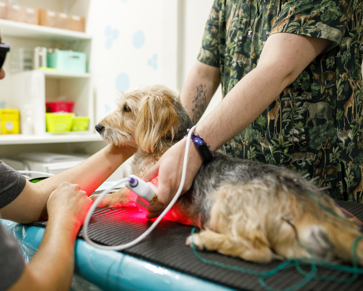 dog getting laser therapy treatment