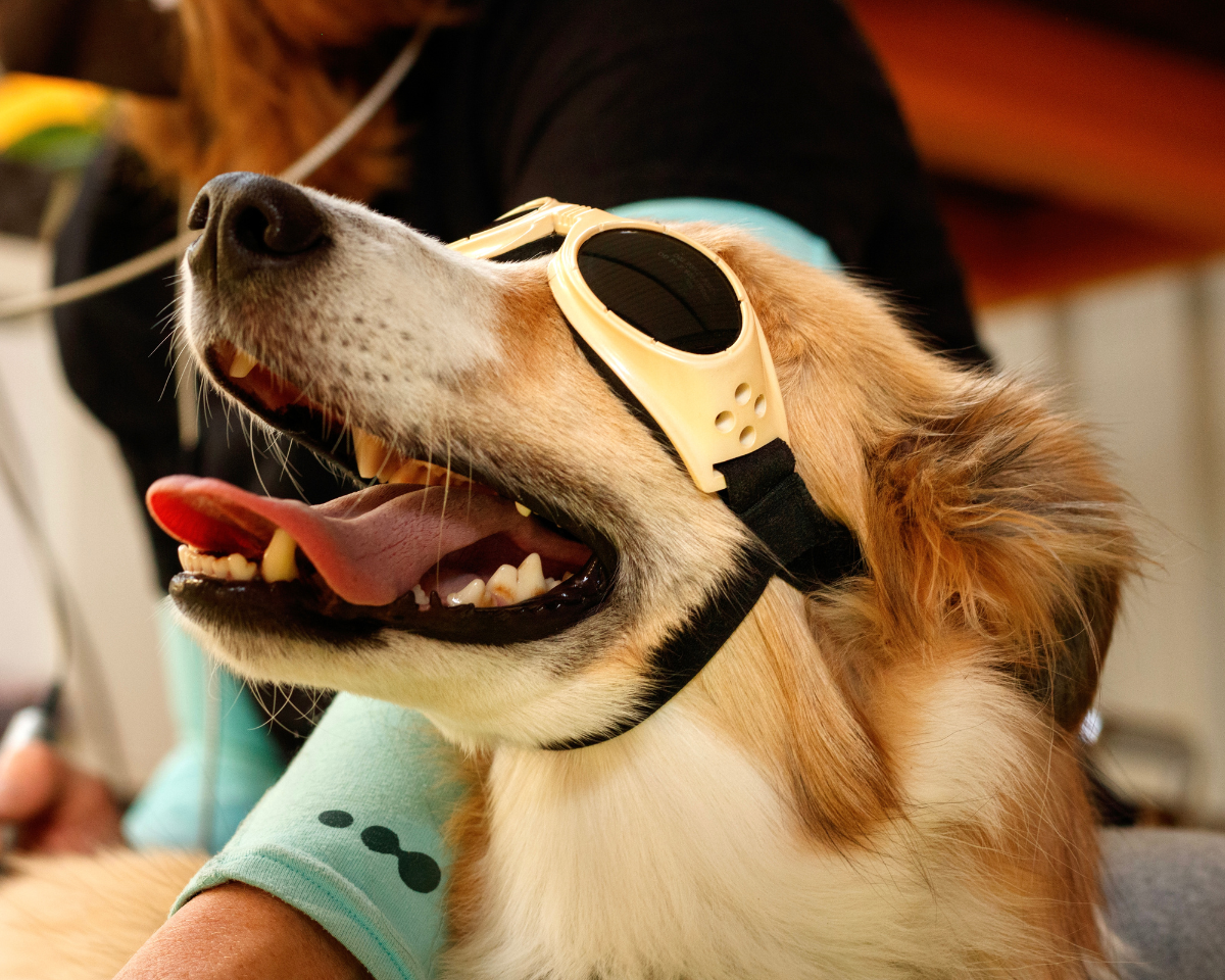 dog wearing goggles for laser therapy