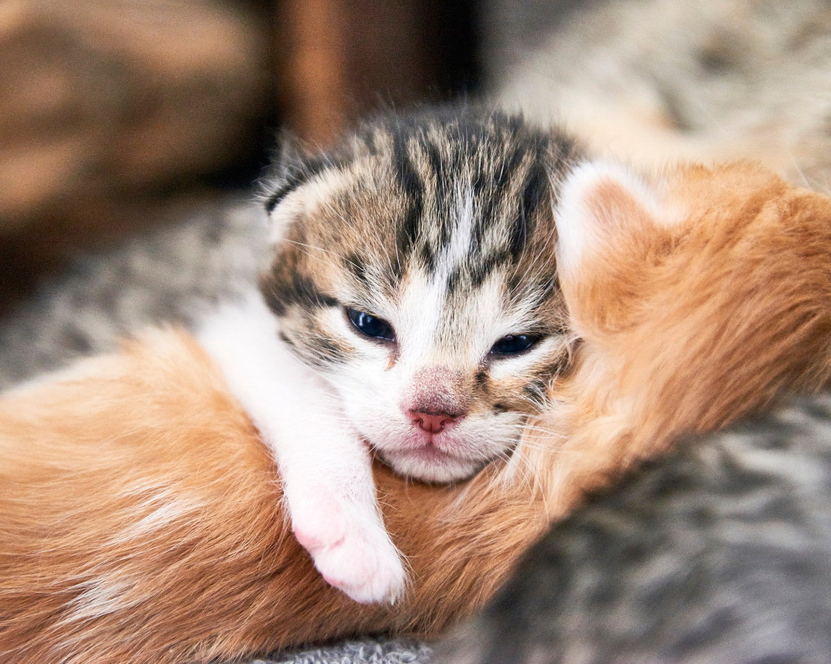 newborn kitten