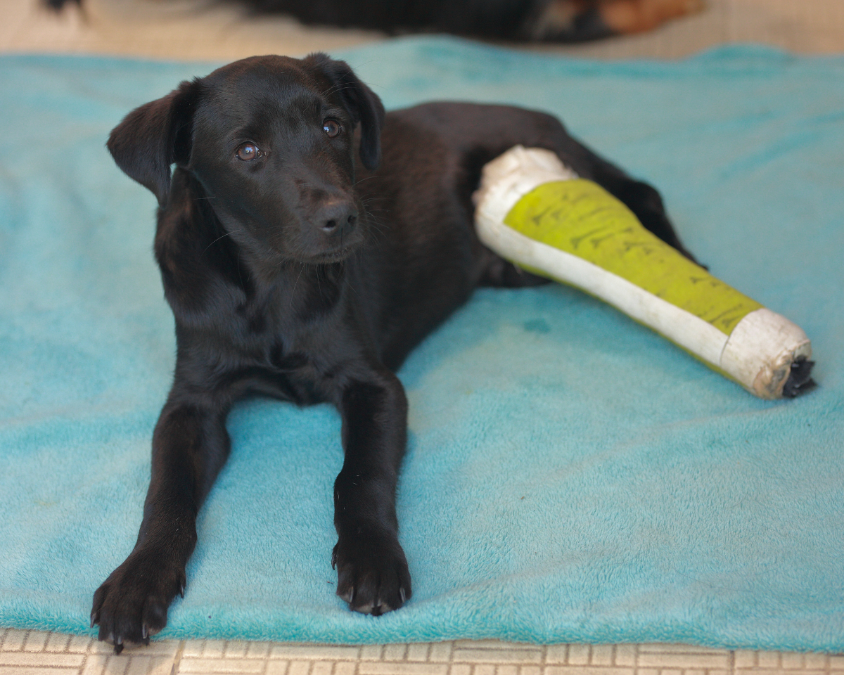 dog wearing a cast