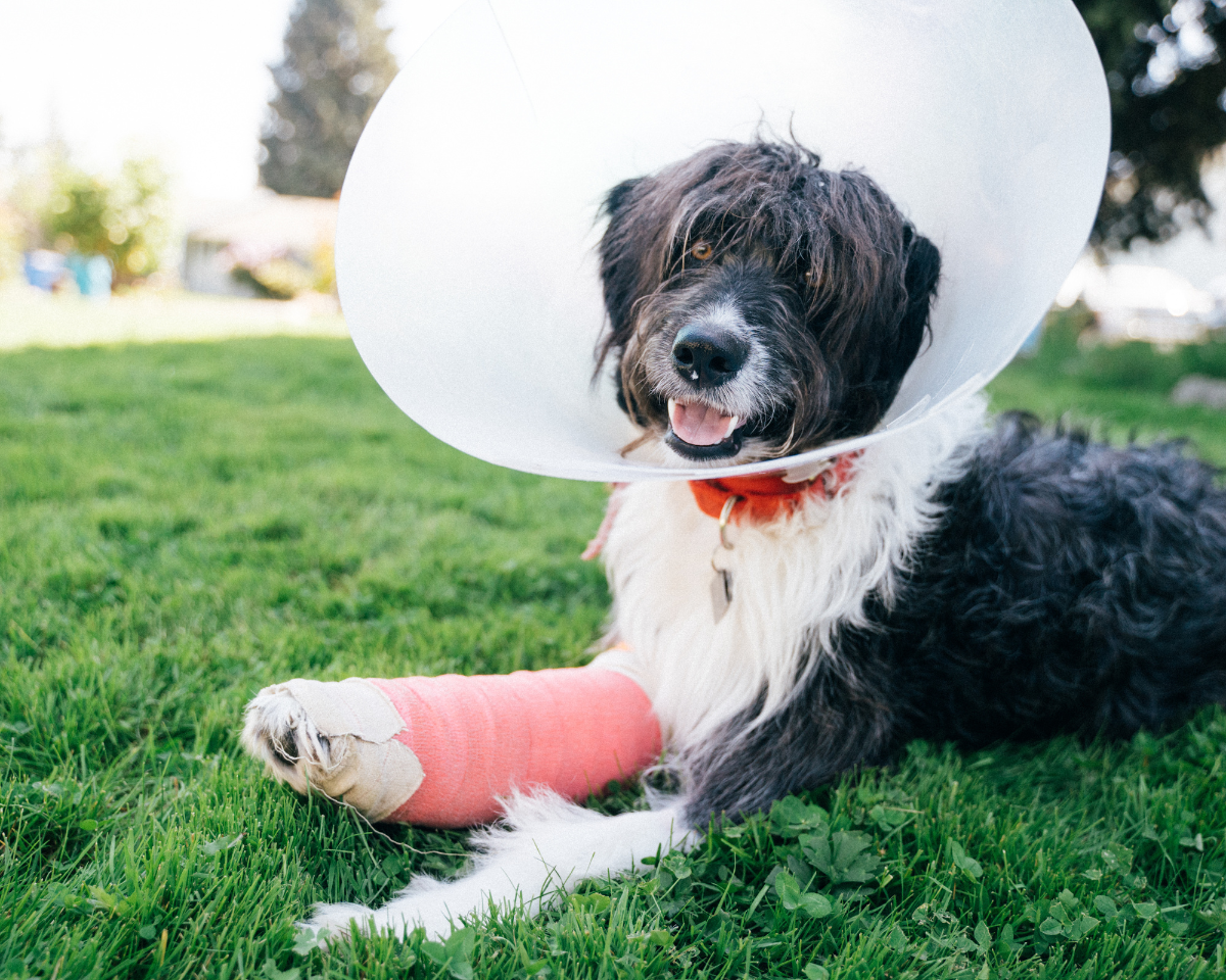 veterinary-team-member-holding-puppy-900x720-1 dog wearing a cast and cone