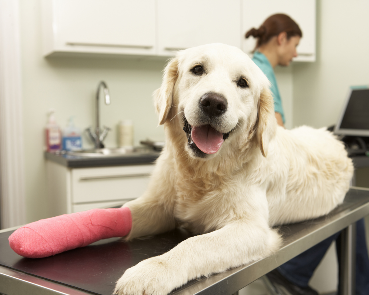 dog wearing a cast