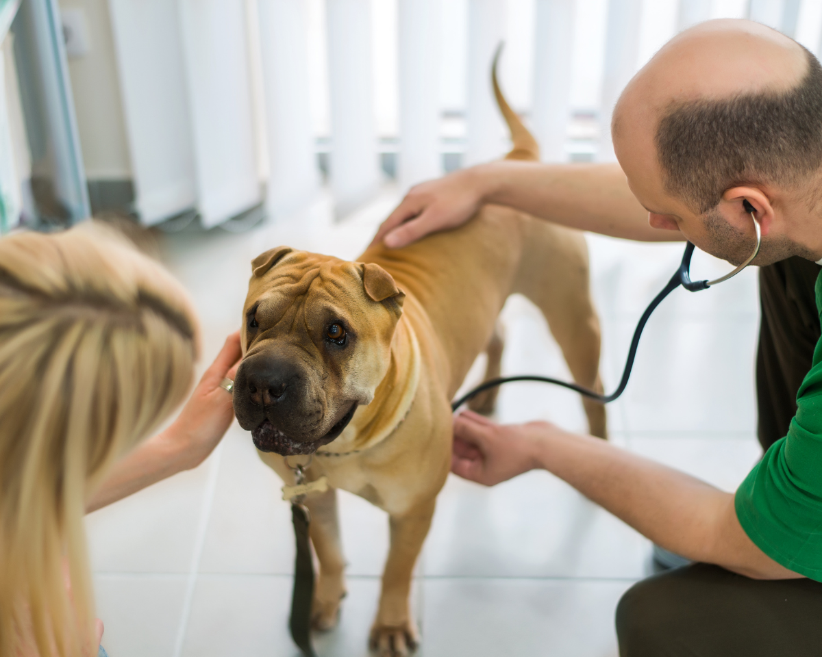 vet team examining a dog