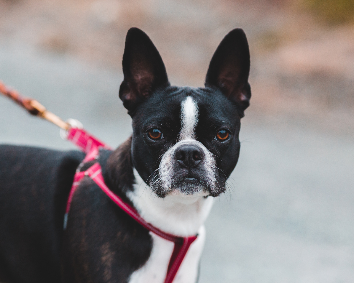 small breed dog
