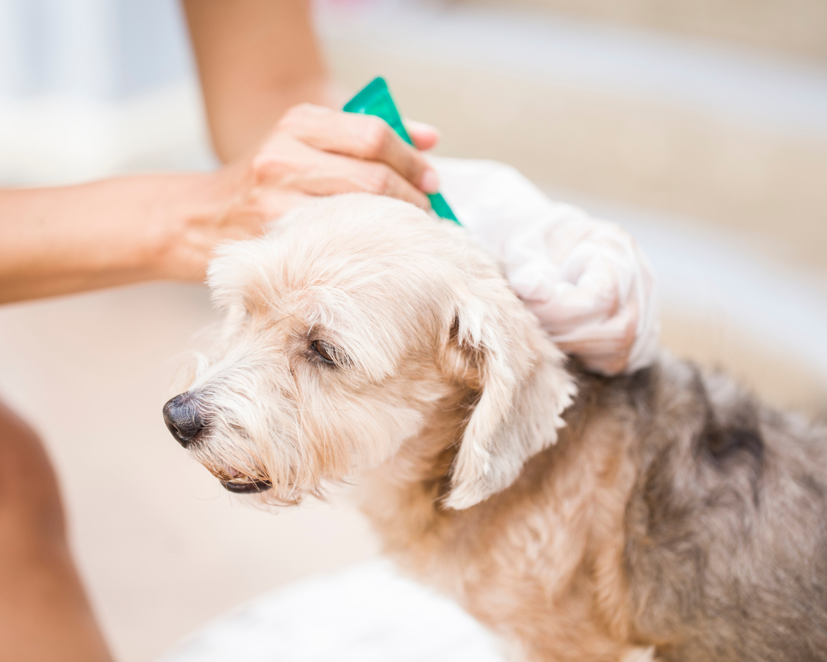 veterinary-team-member-holding-puppy-900x720-1 dog getting parasite prevention treatment