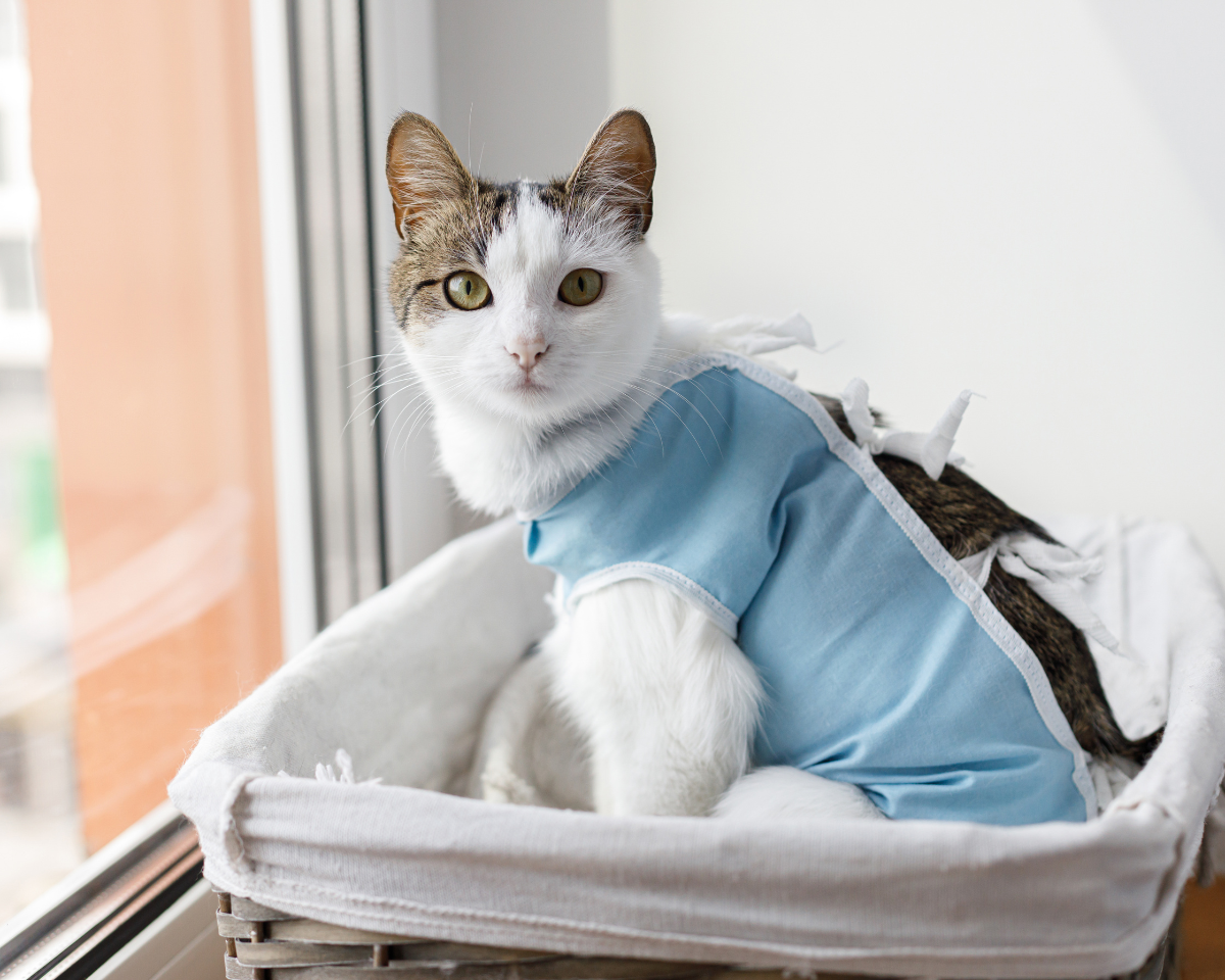cat wearing post surgery cover