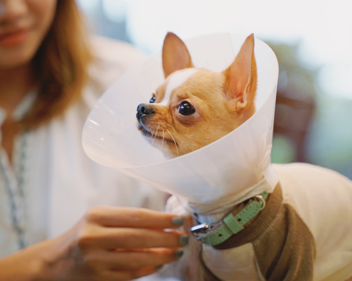 veterinary-team-member-holding-puppy-900x720-1 dog wearing a cone