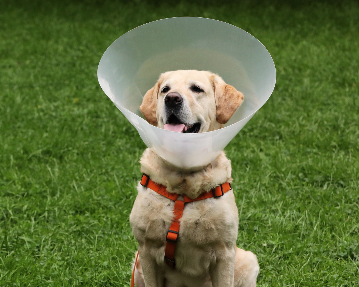 dog wearing a cone outside