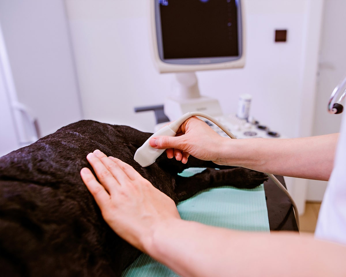 Pet Ultrasound