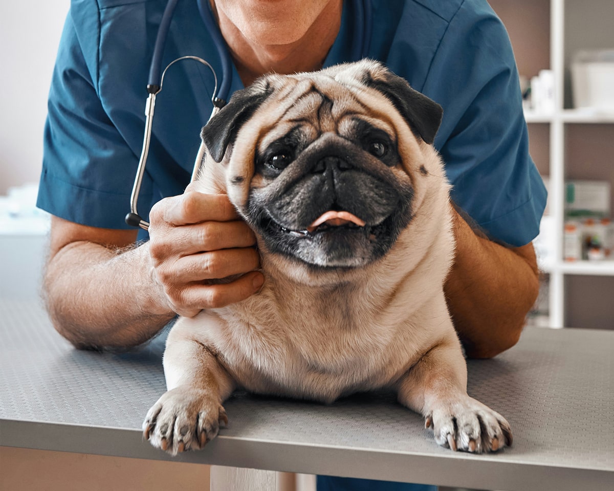 Urinalysis & Fecal Testing