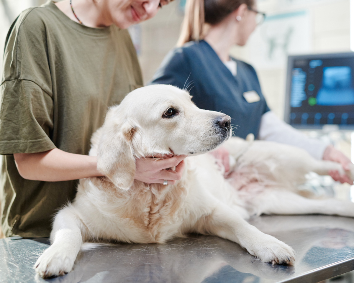 dog getting pregnancy ultrasound