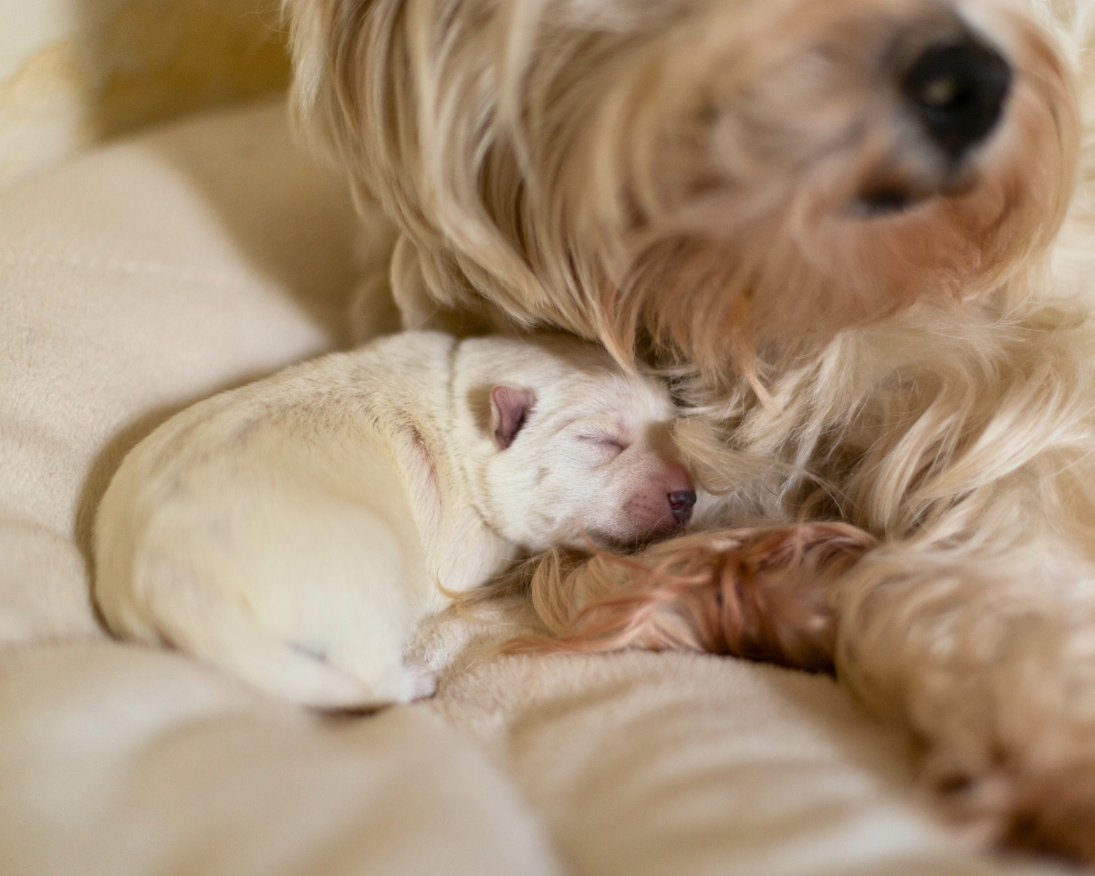 veterinary-team-member-holding-puppy-900x720-1 momma dog with her newborn puppies
