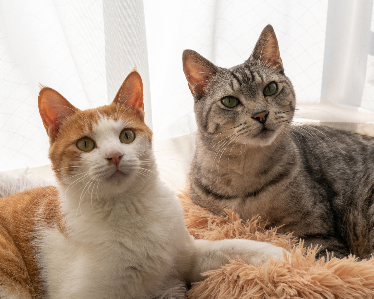 two cats
