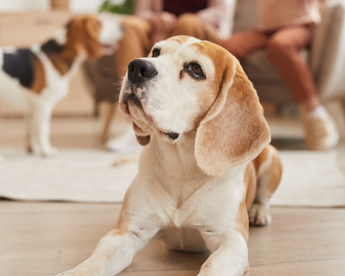 veterinary-team-member-holding-puppy-900x720-1 senior dog sitting on the ground