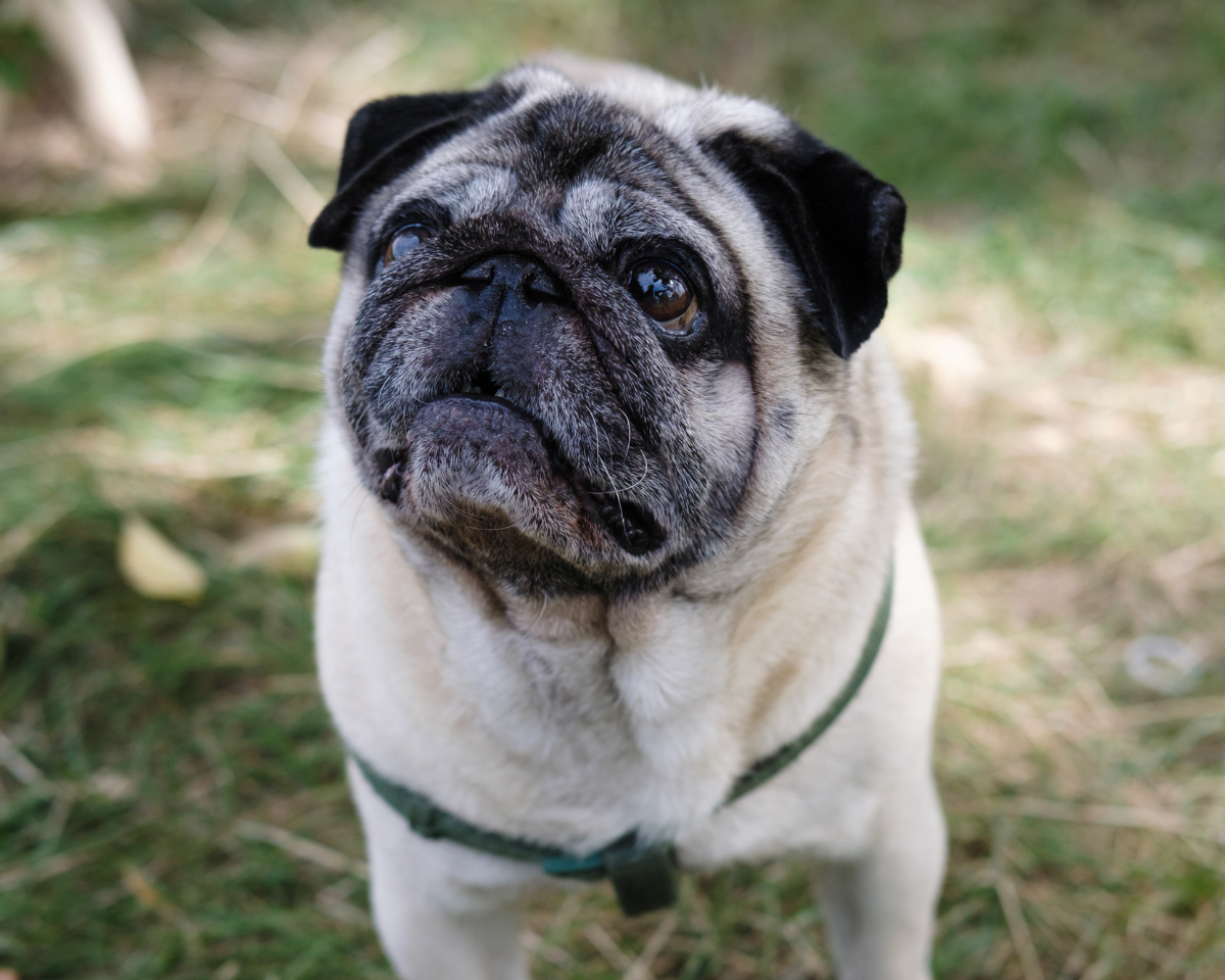 senior pug