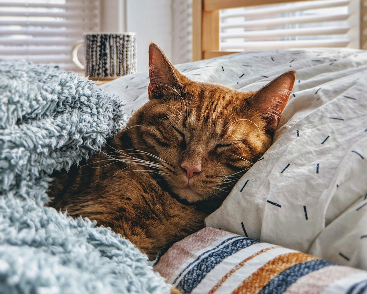 sleepy healthy cat sleepy healthy cat
